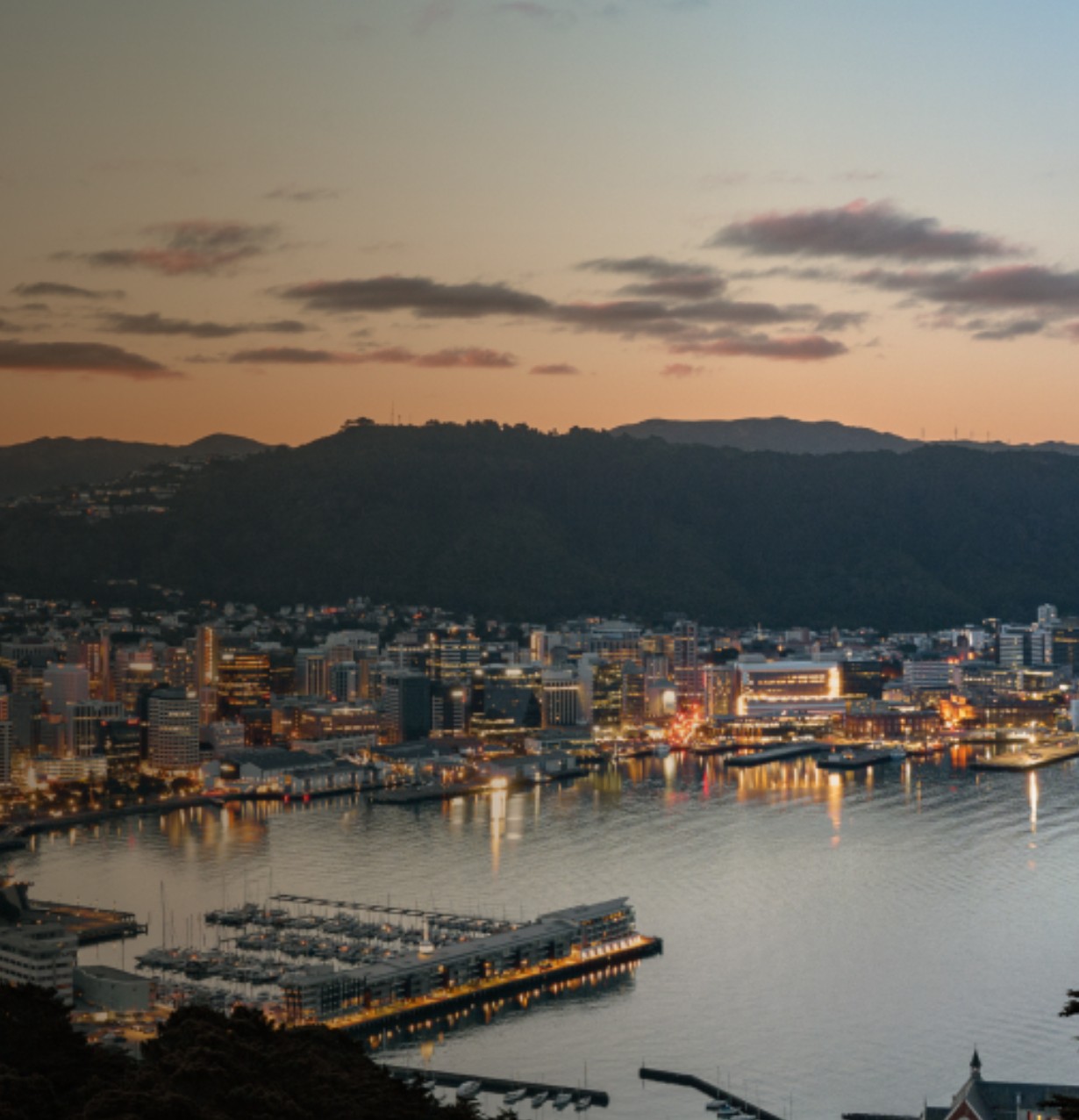 hero wellington night
